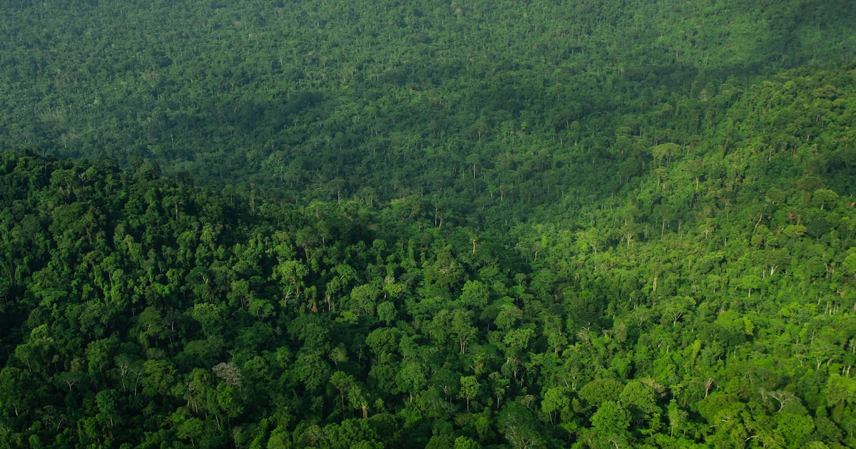 Venture capital tem R$ 245 milhões destinados à sustentabilidade para investir