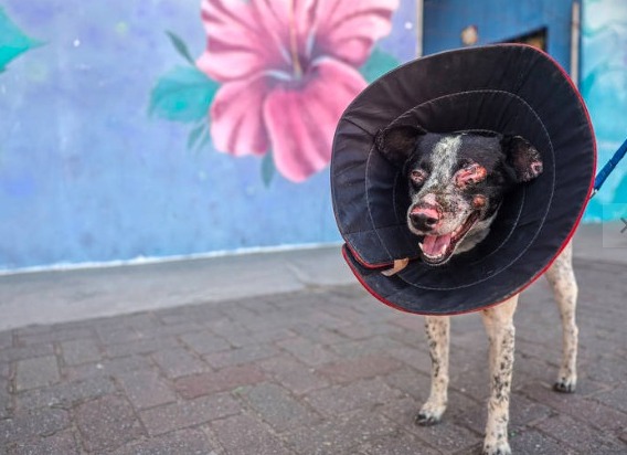 cão ferido em queda de avião ganha cuidados especiais 