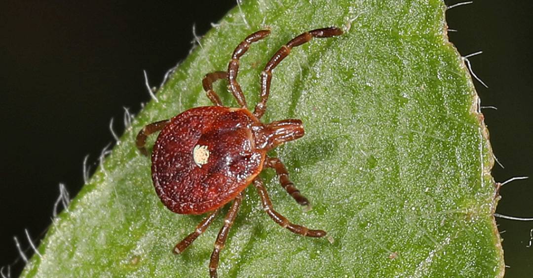 Alergia temporária a carne vermelha pode ser tran...