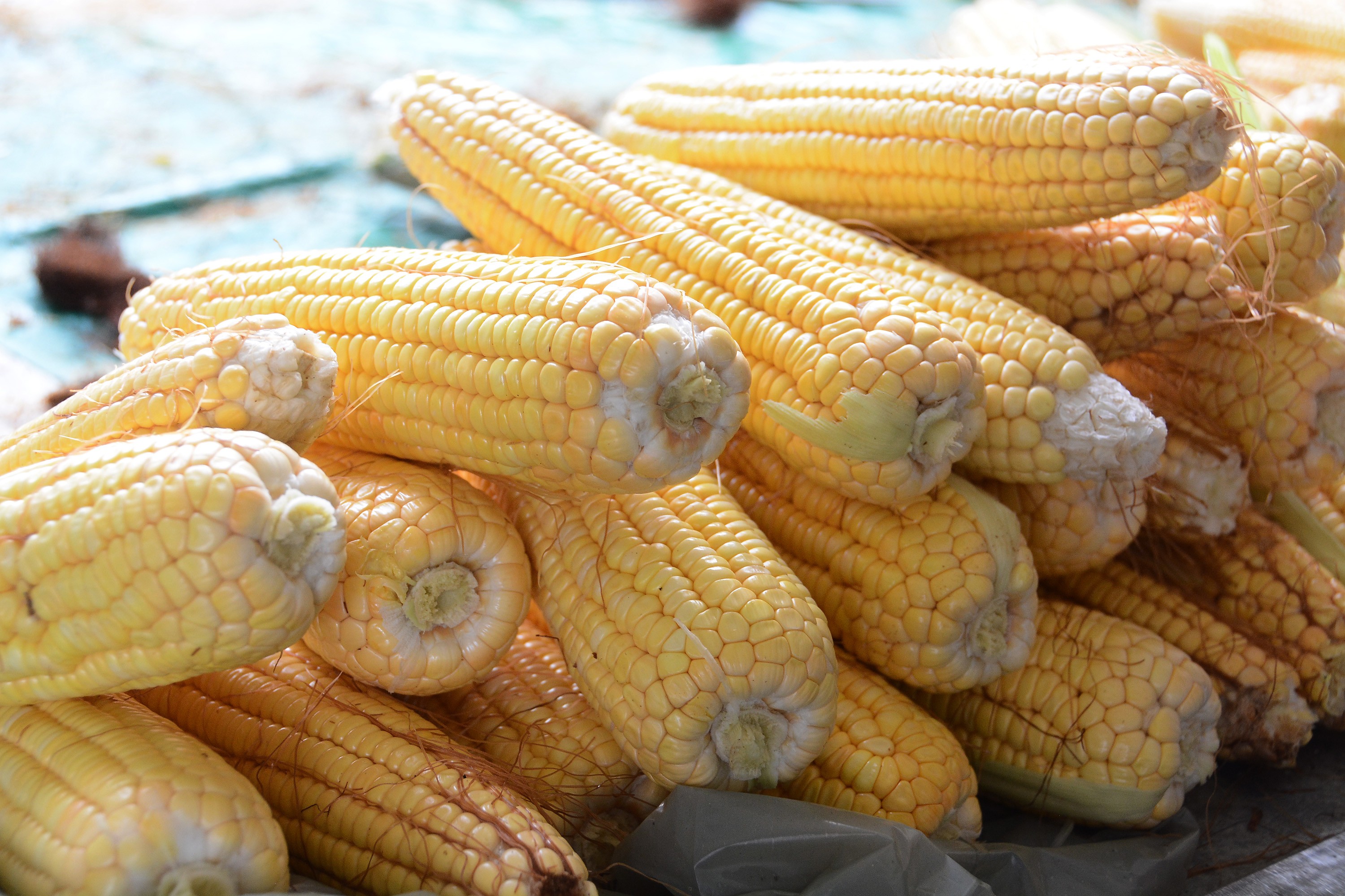 'Mão de milho' tem diferença de até R$ 15 no preço em feiras de João Pessoa | Paraíba